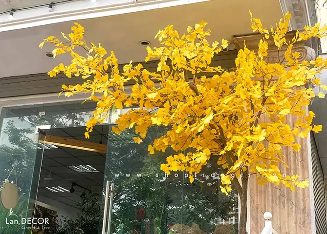 Chậu Cây Ngân Hạnh Trang Trí Không Gian Sinh Động Độc Đáo