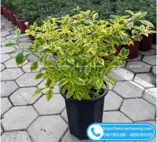 Chuỗi Ngọc Cẩm Thạch Chuỗi Ngọc Cẩm Thạch