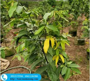 Cây Hoa Dẻ Thơm Ngọt Ngào, Có Hoa Quanh Năm Cây Hoa Dẻ Thơm Ngọt Ngào, Có Hoa Quanh Năm