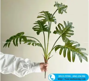 Cây Trầu Bà Chân Vịt Giả Trang Trí Nội Thất, Quán Cafe Cây Trầu Bà Chân Vịt Giả Trang Trí Nội Thất, Quán Cafe
