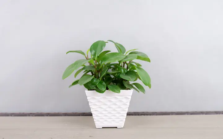 Chậu Nhựa