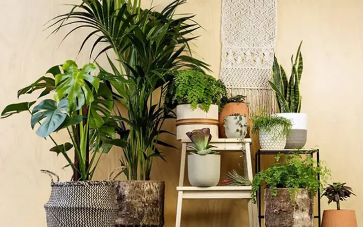 Kiểu Dáng Chậu Trồng Cây Nội Thất Phù Hợp Với Chiều Cao