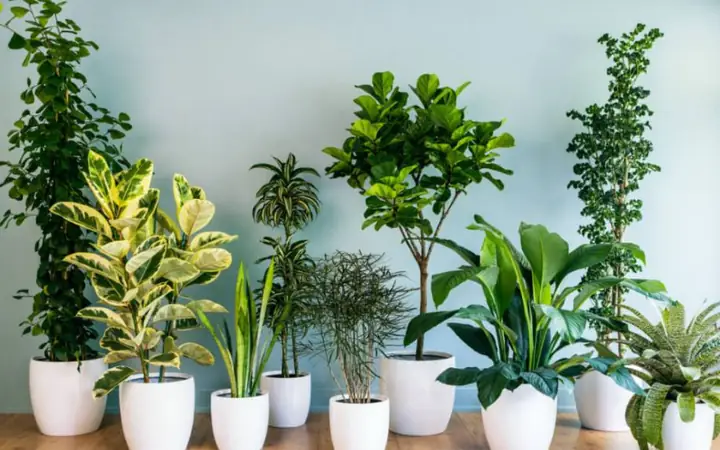 Ý Nghĩa Của Việc Trồng Cây Nội Thất
