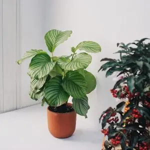Cây Đuôi Công Táo Xanh (calathea Orbifolia)