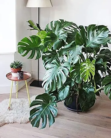 Monstera Deliciosa