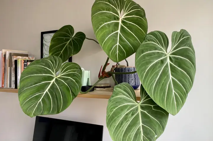 Philodendron Gloriosum