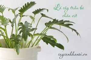 Cây Trầu Bà Chân Vịt (philodendron Xanadu)