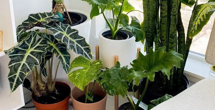 Cây Môn Quan Âm (alocasia Amazonica)