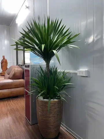 Lựa Chọn Đơn Vị Cho Thuê Cây Xanh Nội Thất Bình Dương
