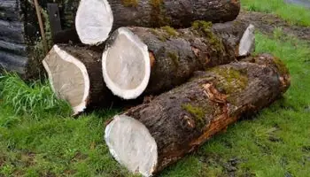 Gỗ Sồi Mỹ