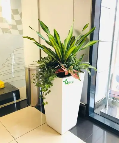 Thế Nào Là Cây Nội Thất Văn Phòng? Thế Nào Là Cây Nội Thất Văn Phòng?