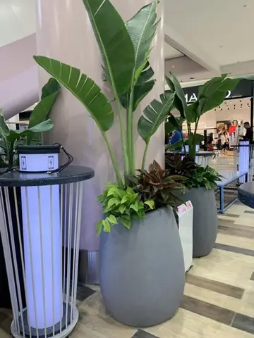 Thế Nào Là Cây Nội Thất Văn Phòng? Thế Nào Là Cây Nội Thất Văn Phòng?