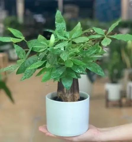 Nên Mua Hay Thuê Cây Nội Thất Văn Phòng? Nên Mua Hay Thuê Cây Nội Thất Văn Phòng?