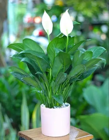 B) Phù Hợp Với Không Gian Văn Phòng B) Phù Hợp Với Không Gian Văn Phòng