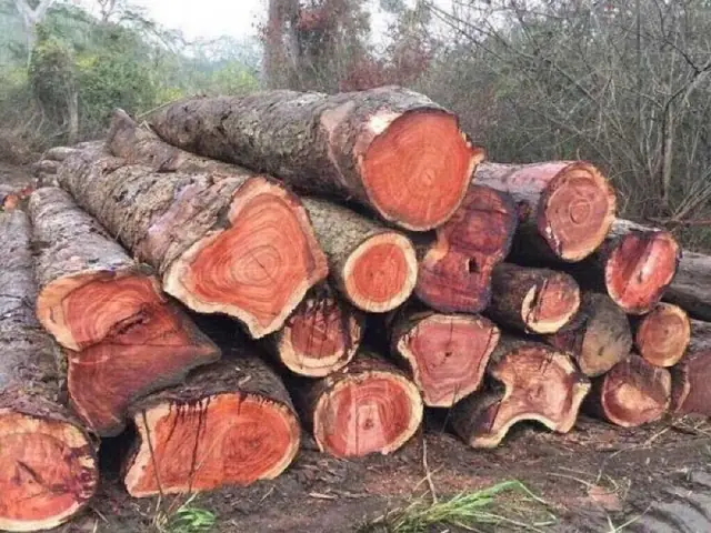 Gỗ Gõ Đỏ Gỗ Gõ Đỏ