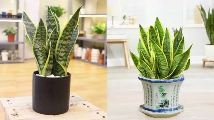 Cách Chăm Sóc Cây Lưỡi Hổ
