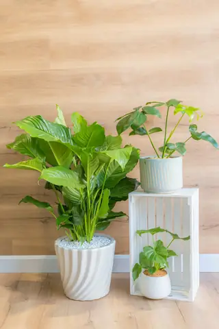 Đặt Tại Góc Phòng Của Nhà