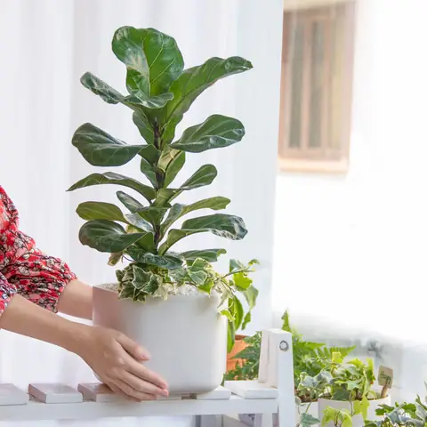 Trang Trí Nội Thất Bằng Cây Xanh Mang Lại Lợi Ích Gì?