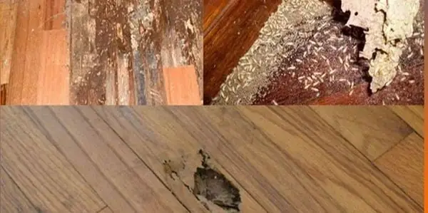 Các Loại Côn Trùng