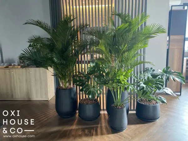Những Lợi Ích Của Việc Thuê Cây Cảnh Nội Thất Văn Phòng Những Lợi Ích Của Việc Thuê Cây Cảnh Nội Thất Văn Phòng