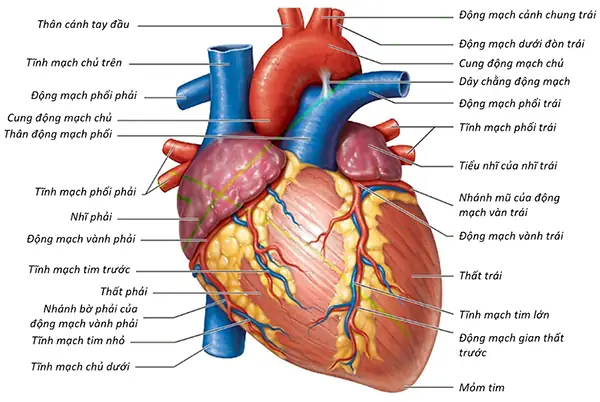 Môn Giải Phẫu Học Trong Thiết Kế Nội Thất: Ứng Dụng & Tầm Quan Trọng