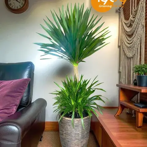 Top 10 Địa Điểm Mua Cây Trang Trí Nội Thất Đẹp Và Uy Tín