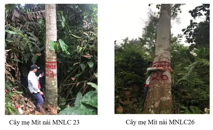 Hội Đồng Nghiệm Thu Tổng Kết Nhiệm Vụ Khoa Học Công Nghệ Tiềm Năng Cấp Bộ: Nghiên Cứu Kỹ Thuật Nhân Giống Và Trồng Thử Nghiệm Mít Nài (artocarpus Chama Buchanan-hamilton) Cung Cấp Gỗ Lớn Ở Khu Vực Miền Núi Phía Bắc.