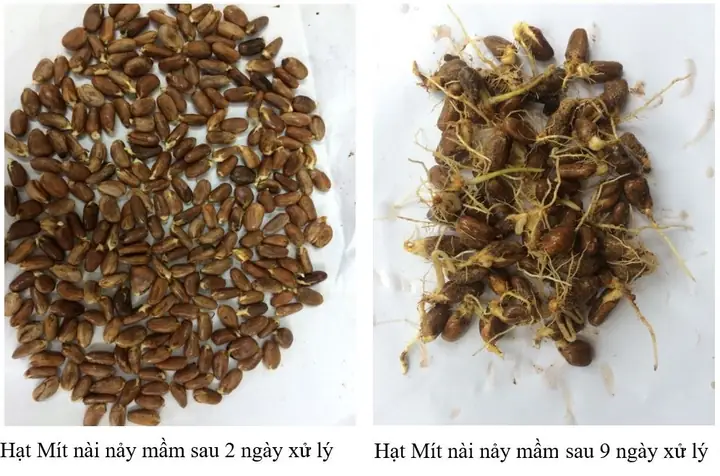 Hội Đồng Nghiệm Thu Tổng Kết Nhiệm Vụ Khoa Học Công Nghệ Tiềm Năng Cấp Bộ: Nghiên Cứu Kỹ Thuật Nhân Giống Và Trồng Thử Nghiệm Mít Nài (artocarpus Chama Buchanan-hamilton) Cung Cấp Gỗ Lớn Ở Khu Vực Miền Núi Phía Bắc.