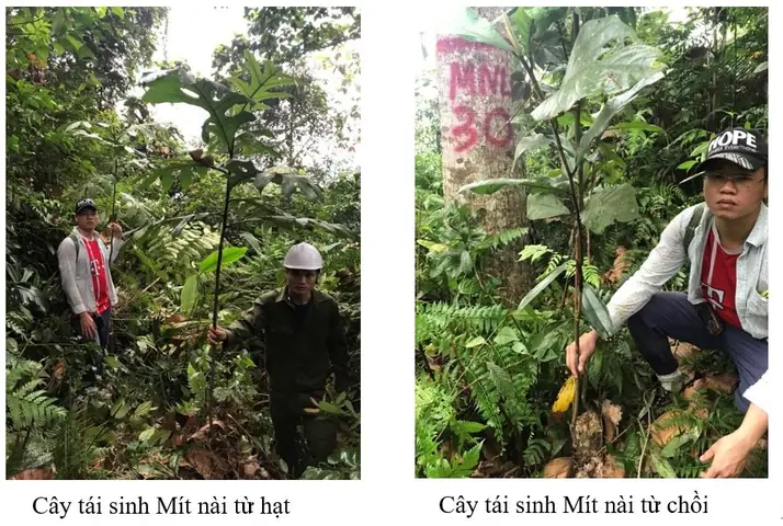 Hội Đồng Nghiệm Thu Tổng Kết Nhiệm Vụ Khoa Học Công Nghệ Tiềm Năng Cấp Bộ: Nghiên Cứu Kỹ Thuật Nhân Giống Và Trồng Thử Nghiệm Mít Nài (artocarpus Chama Buchanan-hamilton) Cung Cấp Gỗ Lớn Ở Khu Vực Miền Núi Phía Bắc.
