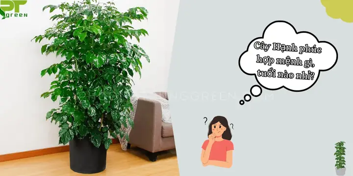 Cây Hạnh Phúc Hợp Tuổi Nào?