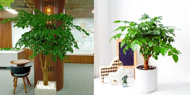 Công Dụng Cây Hạnh Phúc Trong Thực Tiễn