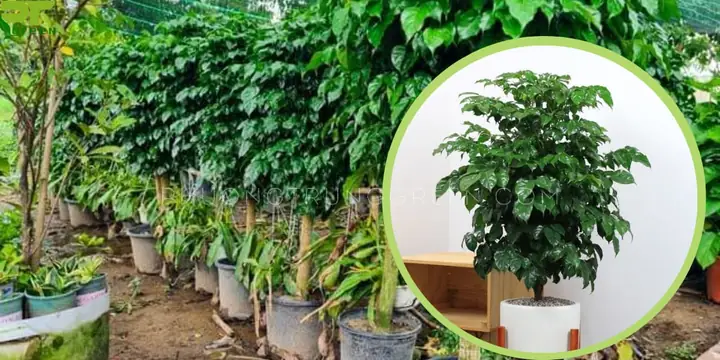 Xem Thêm Video Ý Nghĩa Và Cách Chăm Sóc Cây Hạnh Phúc