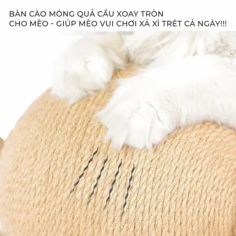 Chính Sách