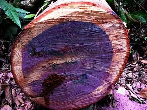 5 Loại Gỗ Đắt Nhất Trên Thế Giới: Việt Nam Có 1 Loại Nổi Tiếng Khắp Các Châu Lục, Giá 2,3 Tỷ Đồng/kg