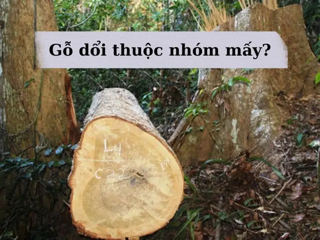 2. Gỗ Dổi Thuộc Nhóm Mấy? Gỗ Dổi Loại Nào Tốt Nhất?