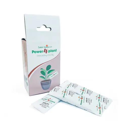 Chậu Cây Nguyệt Quế 040