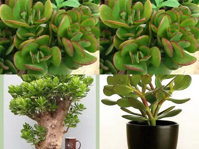 Cây Phỉ Thuý/ngọc Bích