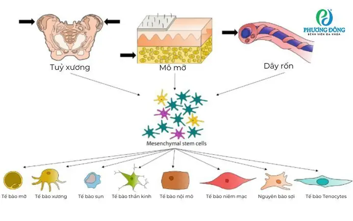Tế Bào Gốc Trung Mô Tế Bào Gốc Trung Mô