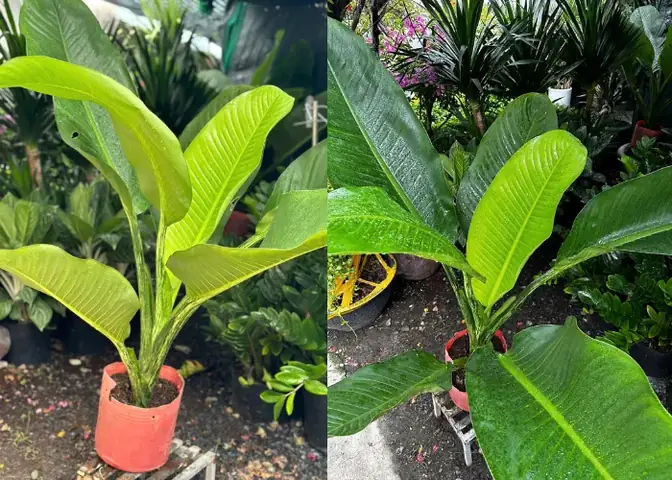 Cây Đại Phú Gia (hay Còn Gọi Là Cây Đại Phú Quý, Cây Đại Tỷ Phú) Là Gì?