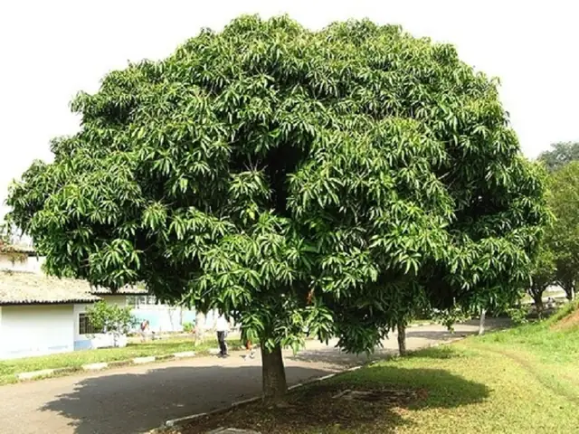 1 Đặc Điểm Nhận Dạng