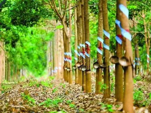 Nguồn Gốc Và Hiện Trạng Khai Thác Gỗ Cao Su Hiện Nay Nguồn Gốc Và Hiện Trạng Khai Thác Gỗ Cao Su Hiện Nay