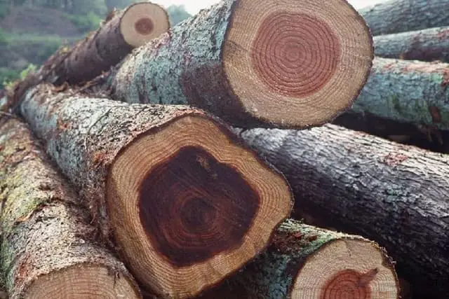 Gỗ Gụ Là Gì?