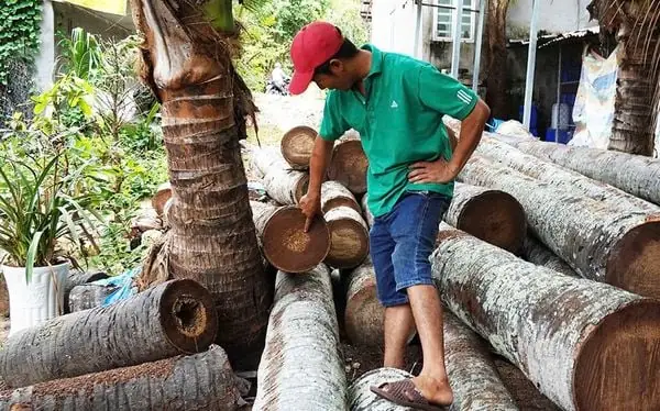 1. Giới Thiệu Về Gỗ Thốt Nốt