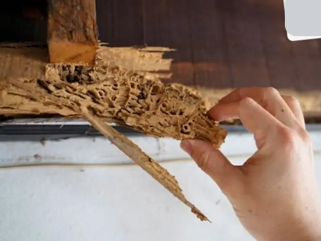 Cách Phòng Tránh Và Khắc Phục Gỗ Xà Cừ Bị Mối Mọt
