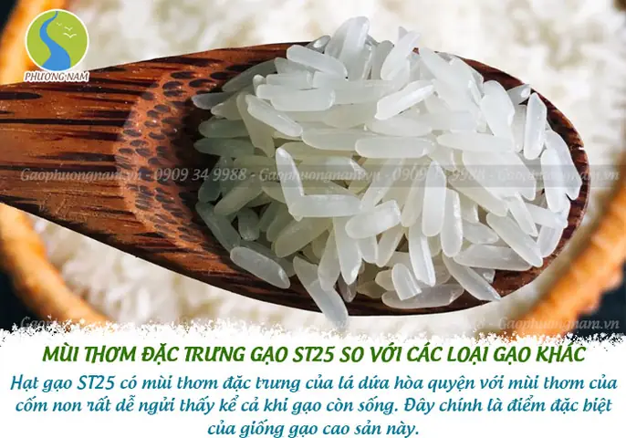 Tại Saogạo St25được Đánh Giá Làgạo Ngon Nhất Thế Giới? Tại Saogạo St25được Đánh Giá Làgạo Ngon Nhất Thế Giới?
