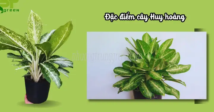 Đặc Điểm Cây Huy Hoàng