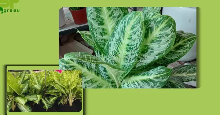 Cây Huy Hoàng Giá Bao Nhiêu? Nơi Bán Cây Huy Hoàng Giá Rẻ Tại Tp.hcm