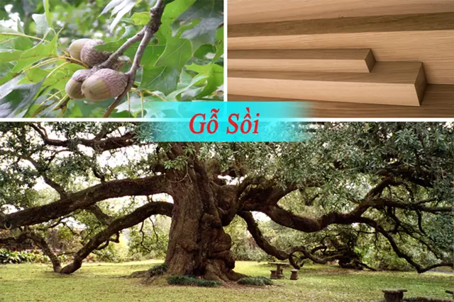 Chất Liệu Sản Xuất Của Giường Gỗ Tự Nhiên Kiểu Nhật