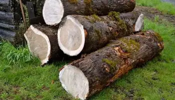 Nội Thất Làm Bằng Gỗ Sồi Nga Hồ Chí Minh Nội Thất Làm Bằng Gỗ Sồi Nga Hồ Chí Minh