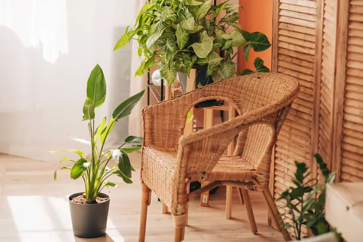 2.2. Thiếu ánh sáng 2.2. Thiếu ánh sáng